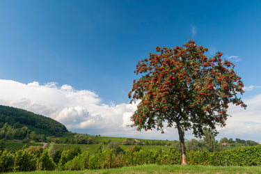 20 ASH TREE Mountain / Amur / Rowan - Sorbus Aucuparia Seeds